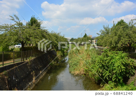 夏の程久保川 日野市三沢 夏の程久保川 日野市三沢 68841240