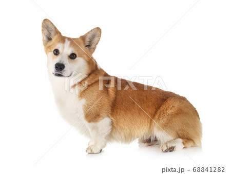 Pembroke Welsh Corgi 68841282