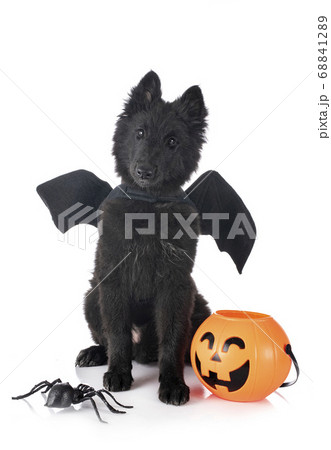 ppuppy Groenendael dog ppuppy Groenendael dog 68841289