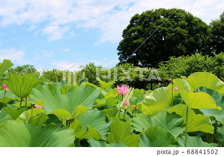 爽やかな蓮池 68841502