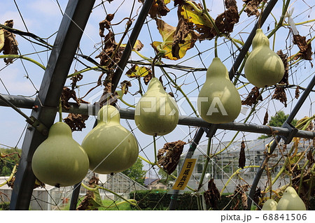 瓢箪の実の写真素材