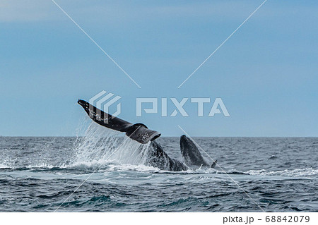 ザトウクジラの親子 ザトウクジラの親子 68842079