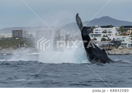 クジラのテール クジラのテール 68842080