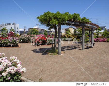 広尾防災公園(市川市)の花の広場(バラ園) 広尾防災公園(市川市)の花の広場(バラ園) 68842940