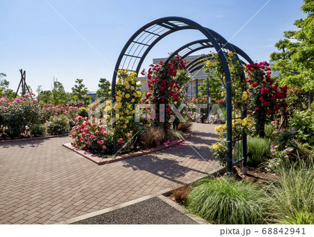 広尾防災公園(市川市)の花の広場(バラ園) 広尾防災公園(市川市)の花の広場(バラ園) 68842941