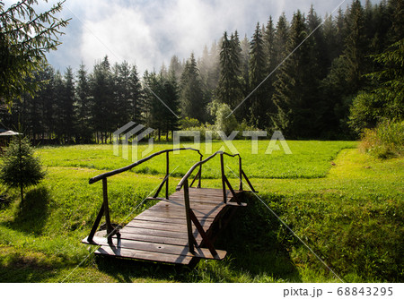 beautiful background of  green meadow in forest 68843295