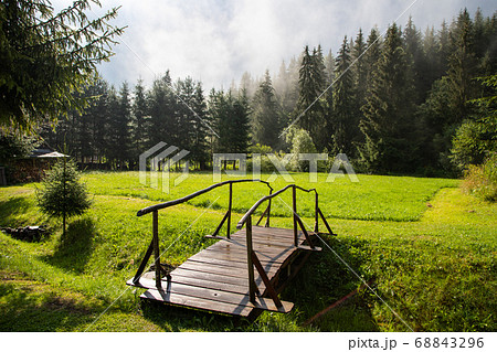 beautiful background of  green meadow in forest 68843296