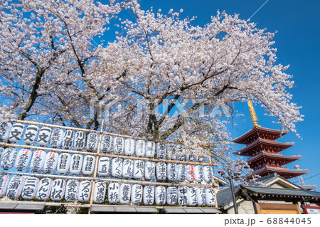 4月東京・浅草 浅草寺の五重塔と桜 4月東京・浅草 浅草寺の五重塔と桜 68844045