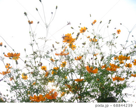 原っぱの黄色い秋桜 68844239
