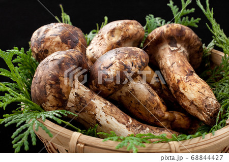 松茸 松茸 68844427