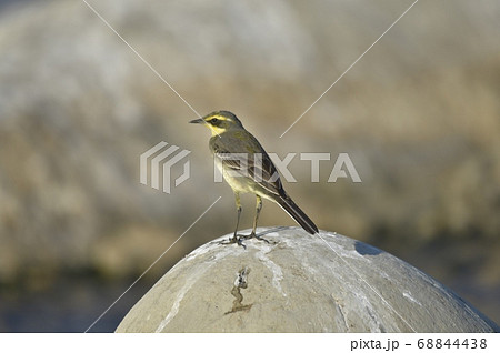 鳥 バーディー 小鳥 68844438
