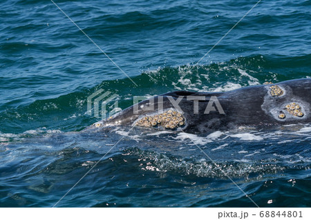 コククジラの鼻の穴 コククジラの鼻の穴 68844801