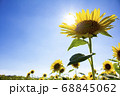 太陽とひまわり 68845062