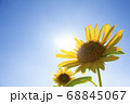太陽とひまわり 68845067