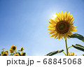 太陽とひまわり 68845068