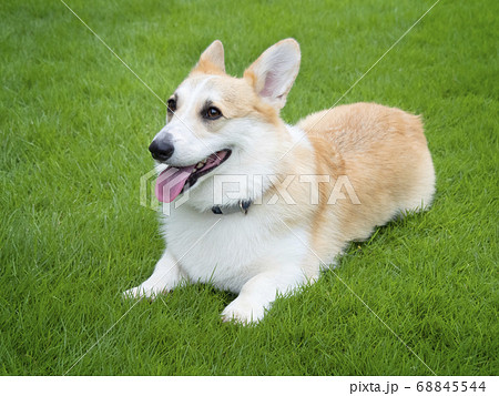 芝生に座るコーギー犬の写真素材