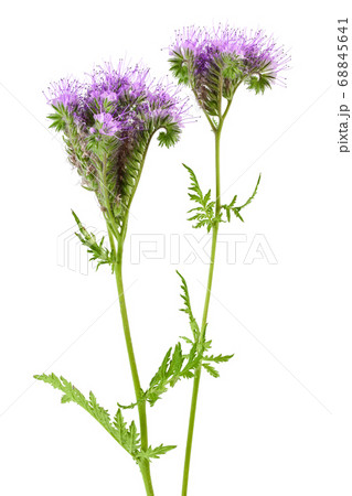 Phacelia flower isolated on white background with full depth of field Phacelia flower isolated on white background with full depth of field 68845641
