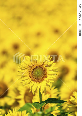 山元町のひまわり畑（やまもとひまわり祭り）　宮城県山元町 68847385