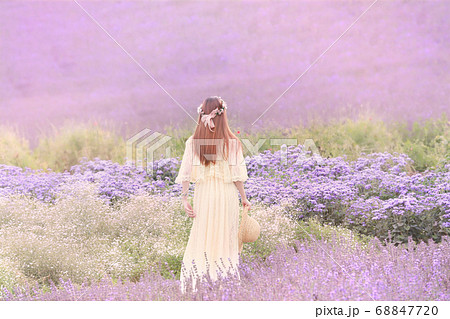 ラベンダー畑　夕暮れ　夕日　北海道　富良野 68847720