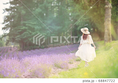 ラベンダー畑　夕暮れ　夕日　北海道　富良野 68847722