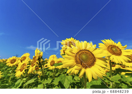 山元町のひまわり畑(やまもとひまわり祭り) 宮城県山元町 山元町のひまわり畑(やまもとひまわり祭り) 宮城県山元町 68848239