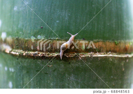 生物 クリーチャー 生き物 68848563