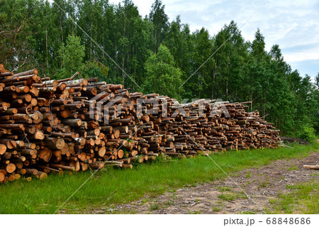 Large quantity of cut and stacked pine timber in forest for transported. Stack of cut logs Large quantity of cut and stacked pine timber in forest for transported. Stack of cut logs 68848686