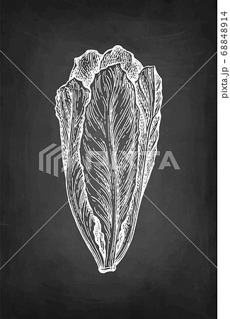 Chalk sketch of lettuce. 68848914