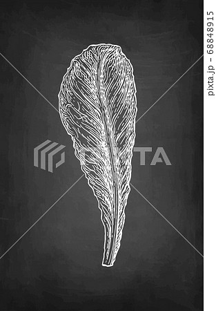 Chalk sketch of lettuce. 68848915
