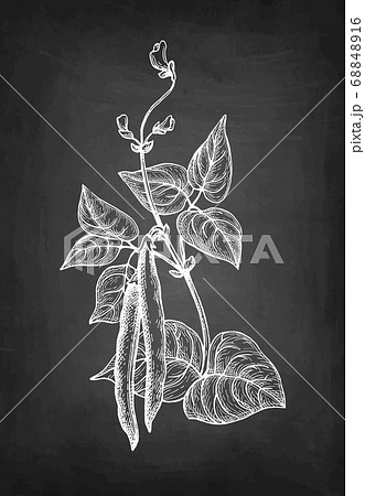 Chalk sketch of common bean 68848916