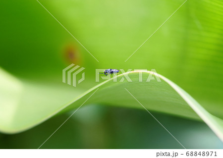木の葉 葉 草の葉 68848971