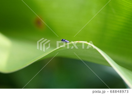 木の葉 葉 草の葉 68848973