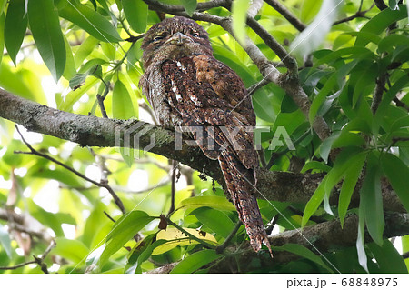 ガマグチヨタカ 野鳥 オーストラリア 68848975