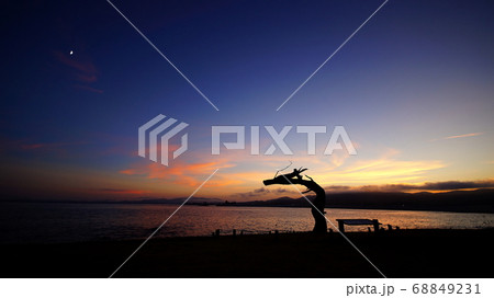 宮城県気仙沼市の岩井崎の龍の松と夕景 宮城県気仙沼市の岩井崎の龍の松と夕景 68849231