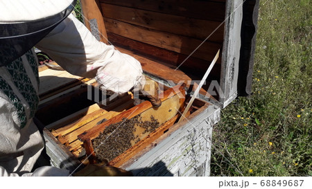 Honeycomb with bee honey in the hive Honeycomb with bee honey in the hive 68849687