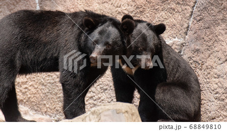 仲良しの二頭のクマの写真素材 [68849810] - PIXTA
