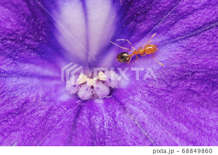 Close-Up of ant on purple flower. Marco ant 68849860