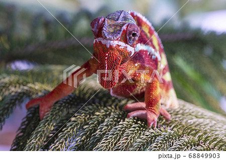 Chameleon furcifer pardalis ambilobe panther 68849903