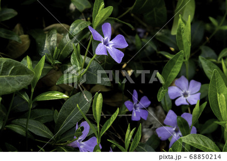 Purple blue flowers of periwinkle vinca minor in spring garden. 68850214