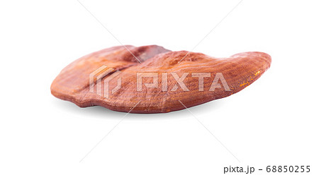 Lingzhi Mushroom Ganoderma Lucidum Isolated on white background. Lingzhi Mushroom Ganoderma Lucidum Isolated on white background. 68850255