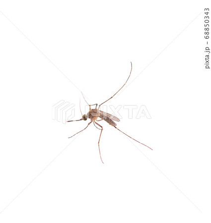 Mosquito isolated on white background 68850343