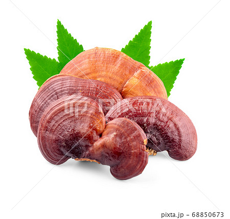 Lingzhi Mushroom Ganoderma Lucidum Isolated on Lingzhi Mushroom Ganoderma Lucidum Isolated on 68850673