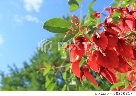 アメリカデイゴの花 青空背景 アメリカデイゴの花 青空背景 68850817
