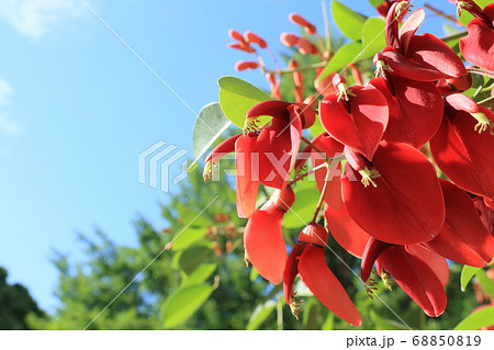 アメリカデイゴの花　青空背景 68850819