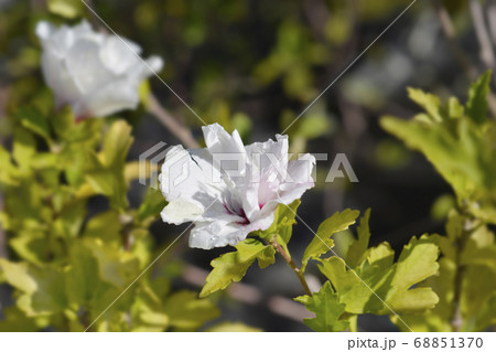 Rose Of Sharon Speciosus Rose Of Sharon Speciosus 68851370