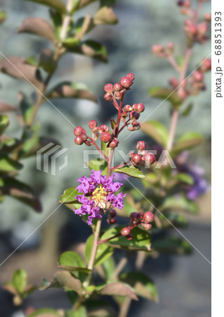 Crepe myrtle Crepe myrtle 68851393