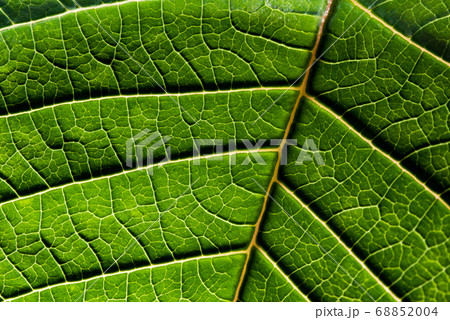 A leaf of a plant photographed at close range 68852004