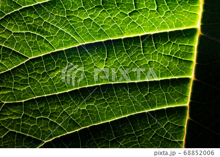 A leaf of a plant photographed at close range A leaf of a plant photographed at close range 68852006