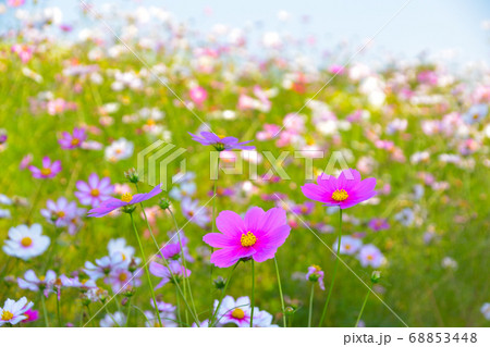 秋 コスモス花畑の写真素材