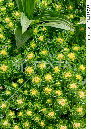 鳥海山の高山植物（ホソバイワベンケイ） 68853783